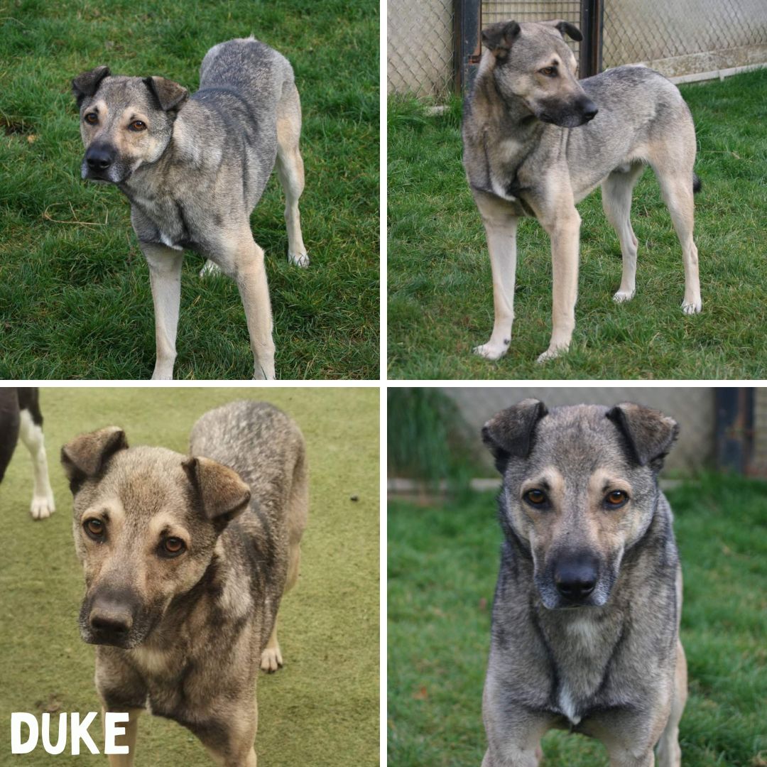 Duke joins the #forgottensoulshour He's spent a year looking for his forever home. He's a timid little fella who warms to you slowly and will accept strokes💚
oakwooddogrescue.co.uk/duke.html
#rescuedog  #rehomehour #rescue #adoptdontshop #dog #dogsoftwitter #love #rehome