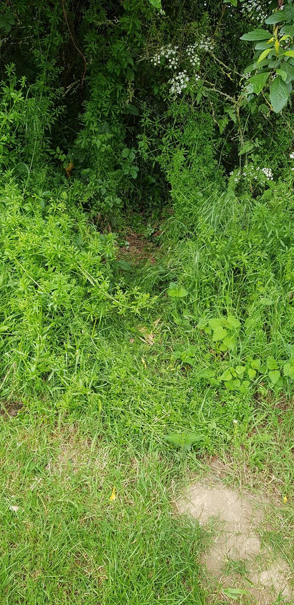 Hilzaron's tweet photo. @ChrisGPackham Help! We are normally good at telling what animals are coming into the garden dependant on how the trail looks but this one is confusing us! Big and wide at the back and low and wide at the front!? Any ideas on what could it be!? https://t.co/hcIxokDk73