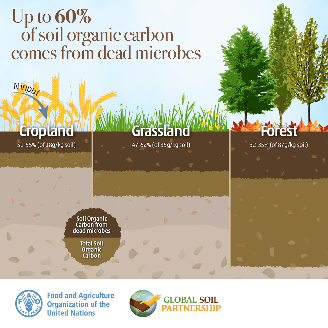 Discover the fascinating link between #SoilBiodiversity &amp; #SoilOrganicCarbon 👇🏿

Curious to know more⁉️ Dive into the 👉🏿 State of knowledge of soil biodiversity doi.org/10.4060/cb1929… 👉🏿 protocol for #SOC measurement, monitoring, reporting &amp; verification doi.org/10.4060/cb0509…