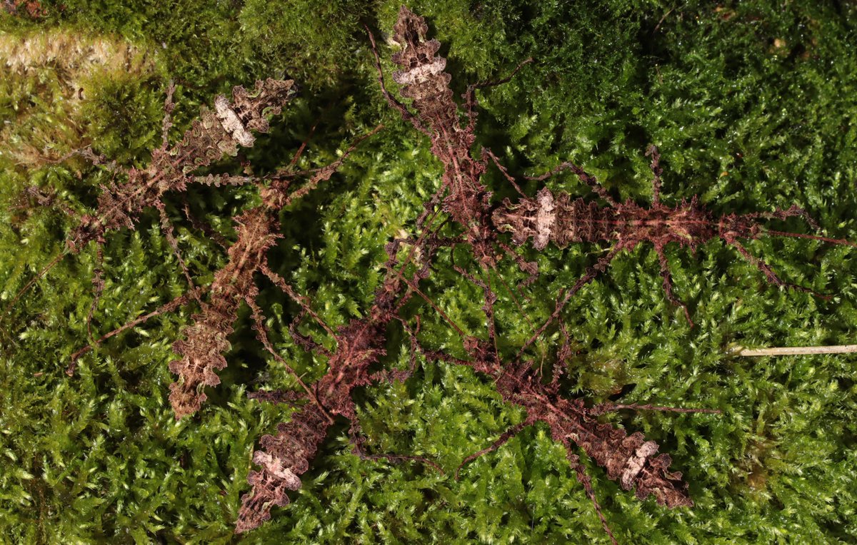 HarbsPics's tweet image. Various flavors of Taraxippus samarae &quot;Siquirres&quot;. #phasmids #stickinsect #stickbug