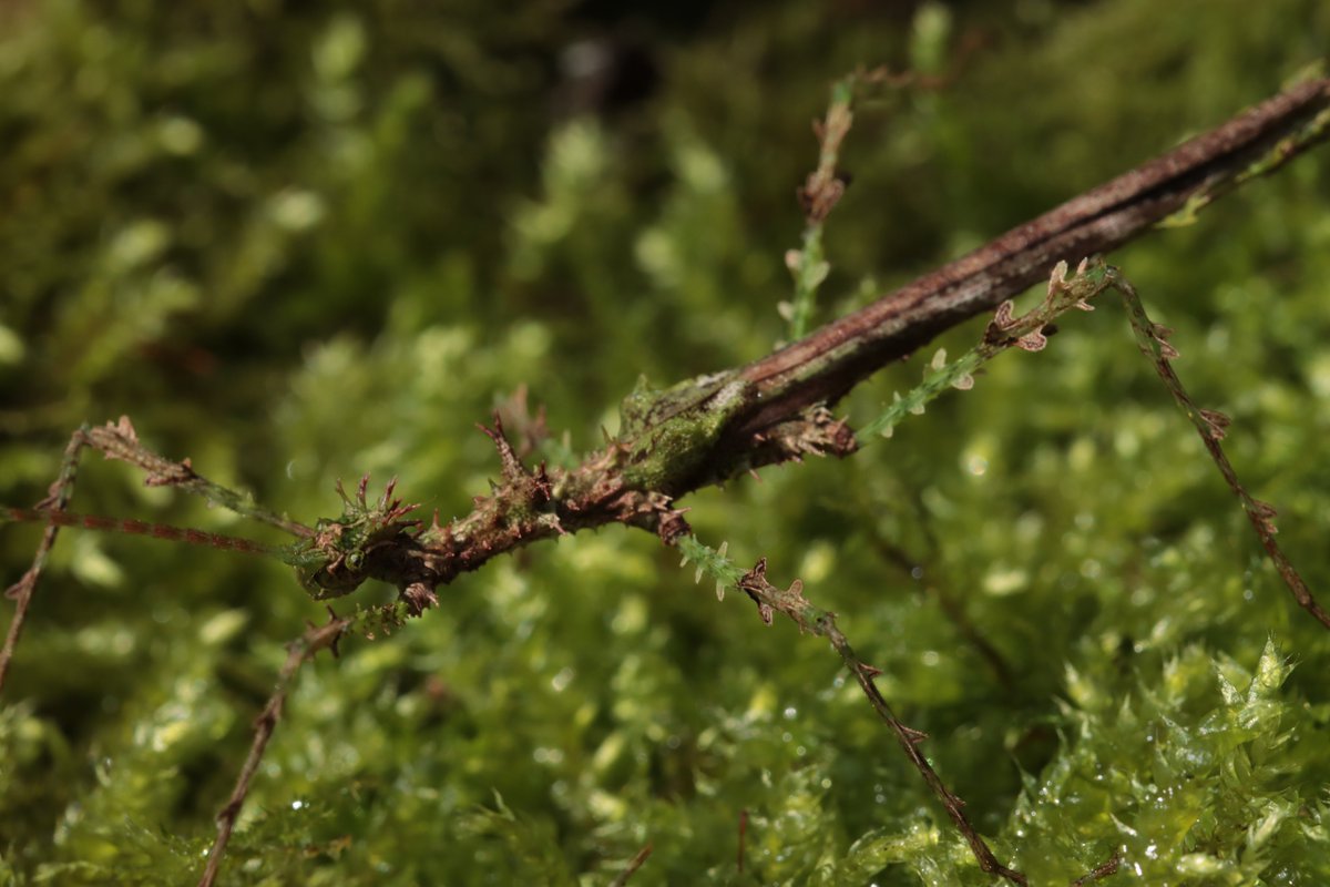 HarbsPics's tweet image. Various flavors of Taraxippus samarae &quot;Siquirres&quot;. #phasmids #stickinsect #stickbug
