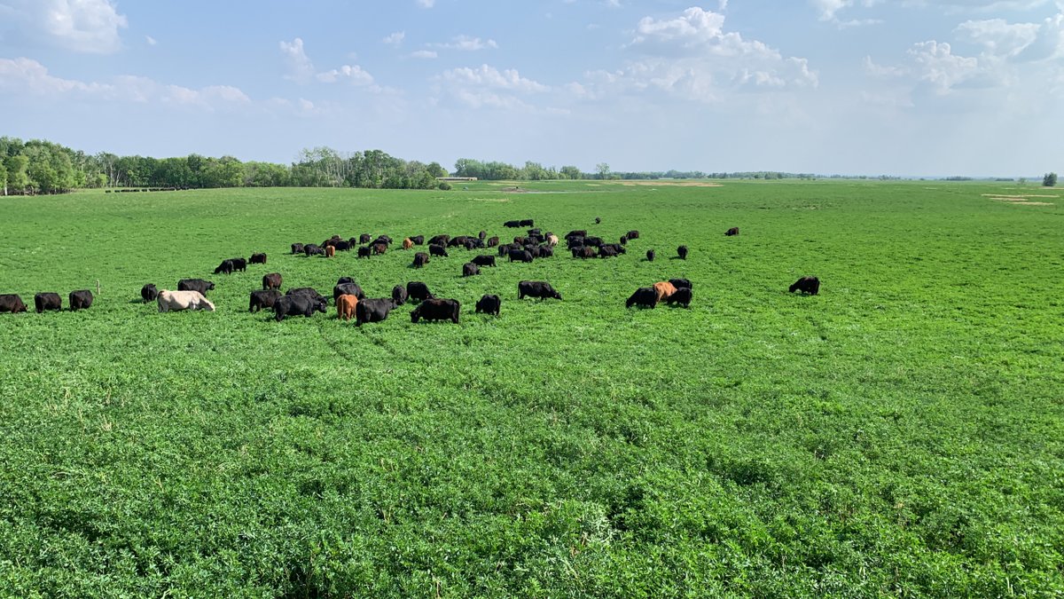 Our newer pasture stands contain lots of alfalfa.  The alfalfa grows rapidly in the spring with its large deep taproots and fixes nitrogen, eliminating the need for nitrogren fertilizer.  Over time more grasses and diversity will take over! #succession #grassfedbeef