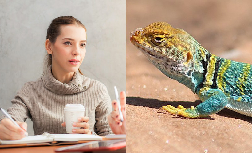 Reductress (@reductress) on Twitter photo Woman in Meeting Wishing She Were Lizard on Rock: ow.ly/aXgf50OIeho Woman in Meeting Wishing She Were Lizard on Rock: ow.ly/aXgf50OIeho
