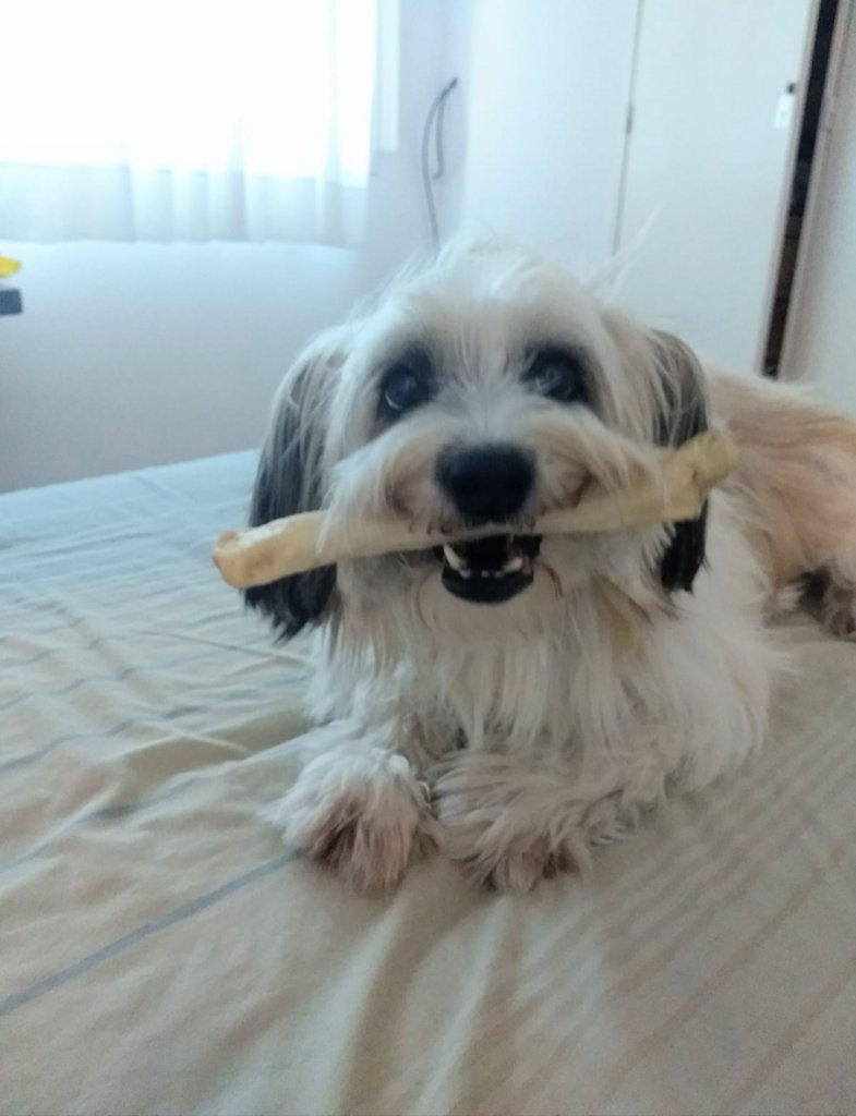 She still loves bones
amzn.to/43cNsKc
#dogs #ad #pets #adogslife #cutedogs #dogsoftwitter #iloveanimals #petlife #petsoftwitter #cute  #petlovers #dog #DogsOnTwitter #dogtwitter #dogoftheday #pet #petsontwitter #adorable #cute #cuteanimals