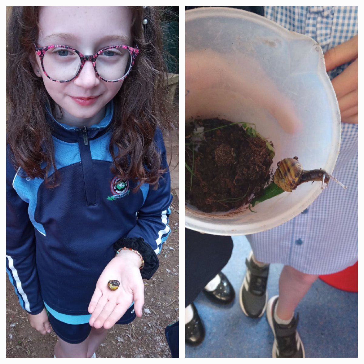 ColumbaBallerin's tweet photo. Outdoor learning in Primary 4 and 5. We have been busy planting, investigating and finding minibeasts 🐌 🌸 🔍 https://t.co/38cy20Y0Cy