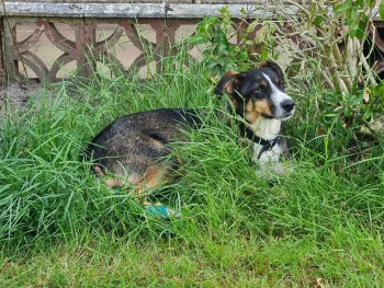 #MissingDog #Alexandra Road/#Farnborough Road #A325 #Aldershot Gate #Caesar's Camp #GU11
Lost: Black, White & Brown Cross Breed Male In South East (GU11) doglost.co.uk/dog-blog.php?d…