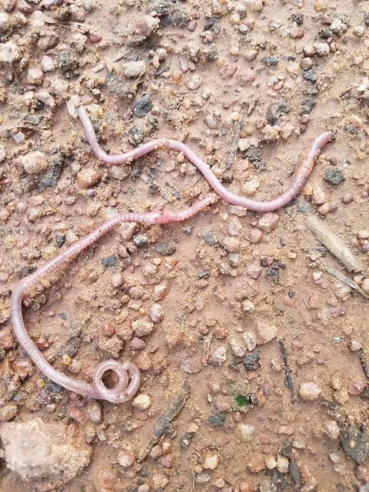 When was the last time you saw earthworms after  rain shower. Let this prove to you  the loss of soil bio organisms in our environment.  Let's  protect  biodiversity.
#Sustainable Agricultural 
#ClimateActionNow 
#MAAIF 
#Soils4Nutrition 
#land restoration 
#Nema