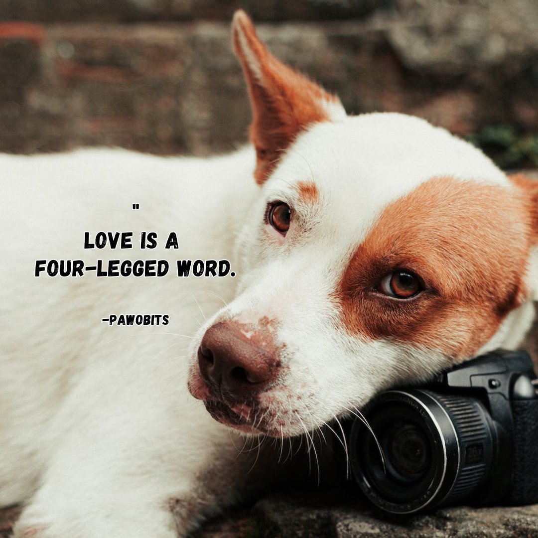 Love is a four-legged word. 

#DogQuotes #DogLovers #PuppyLove #DogLife #MansBestFriend #DogsAreFamily #Pawsome #DogMom #DogDad