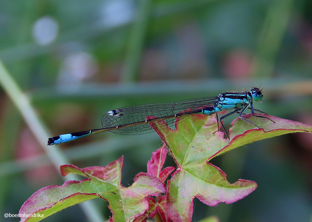boerinhendrika's tweet image. Een #lantaarntje, een #waterjuffer

#libellen #insecten #insectenopdeboerderij 
#boerennatuur 
#gangbare_landbouw🍀💚