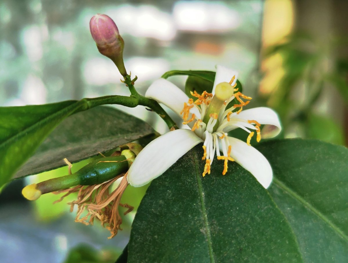 In uno scatto:
bocciolo, fiore e limoncino..

#ArteDiPrimavera
#ScrivoArte
@ScrivoArte2 
Il mio albero di limone