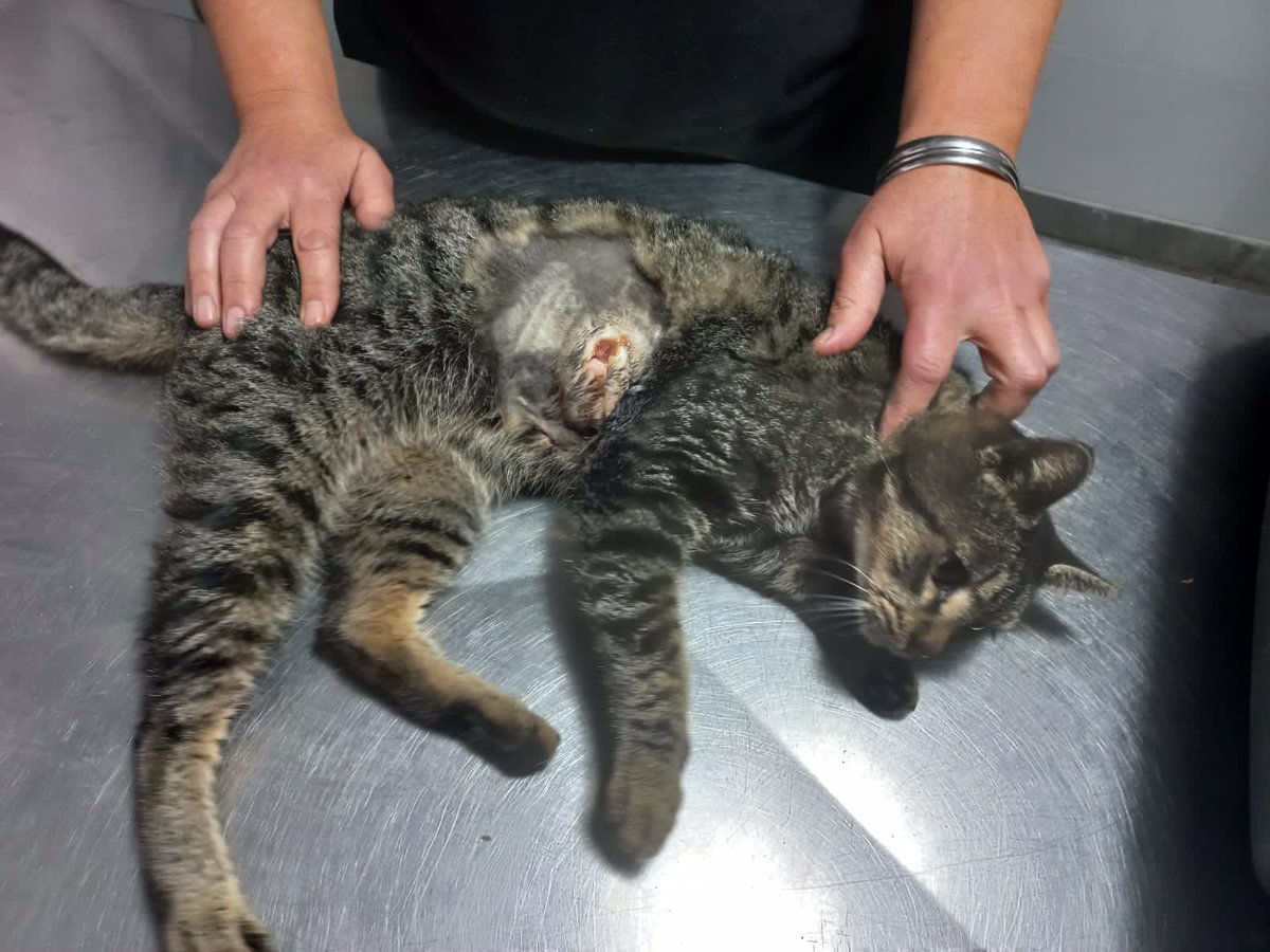 HOGAR DE GATOS tweet media