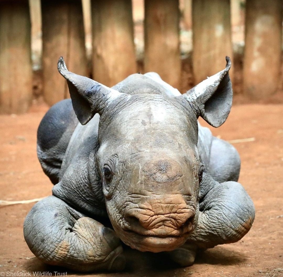 #wildlifephotography #wildlifeconservation #WildlifeInspired #africa #africawildlife #africanwildlife #cute #calf #rhinocalf #rhinobaby #nature #naturephotography #naturelovers #natureconnection #JOY #Rhana #Africa #Africans #african #savespecies #extinction #protection #protect