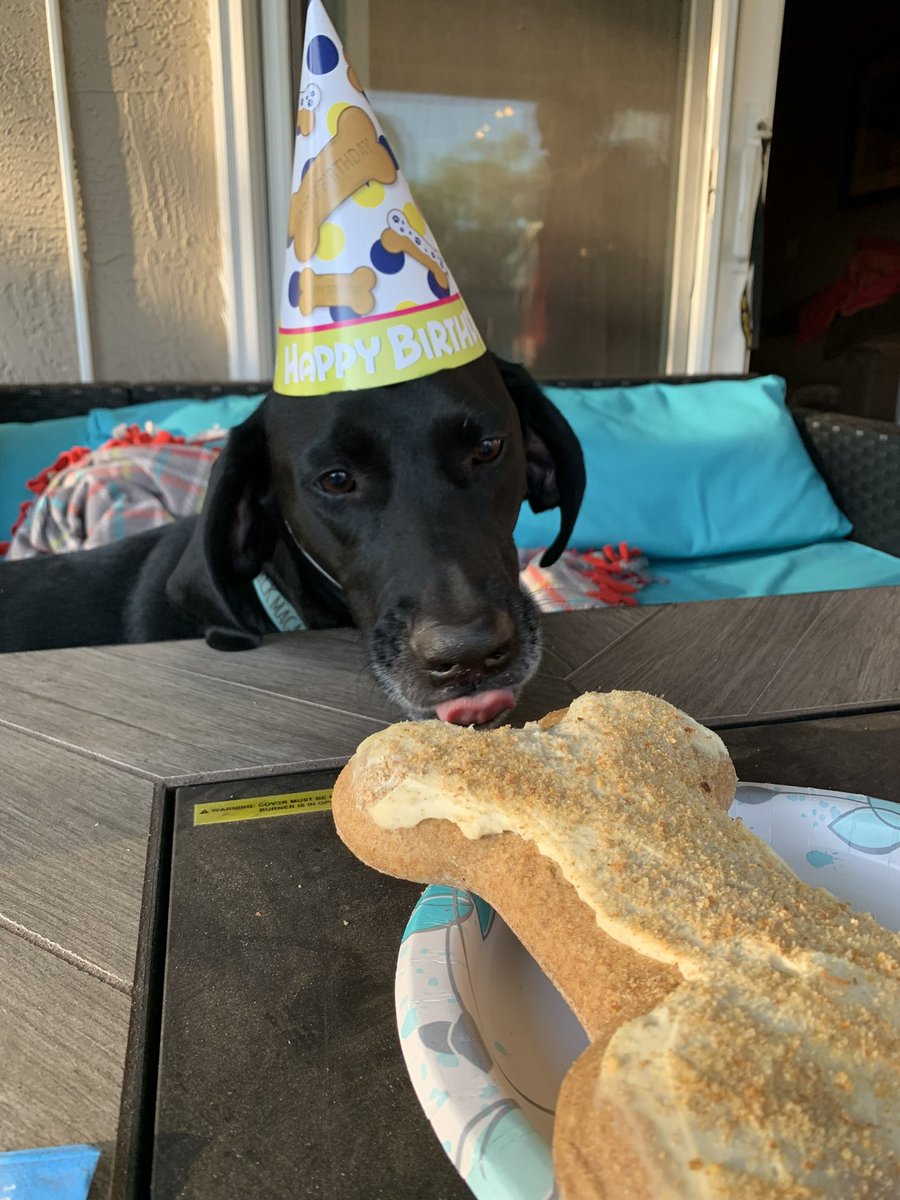BlackLabGibbs's tweet photo. Hi! I forgotten to show you my birffday cake. This is from a few months ago. 
And yes, I did get a free bowl of soup with this hat. #mybirfdaynotyours https://t.co/ab9zlbpde6
