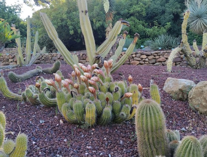 JBHConcepcion's tweet photo. Las especies del género Echinopsis pertenecen a la familia de las Cactáceas, y éstas de nuestra colección de Suculentas presentan este aspecto tan....divertido! @malaga @GPC_EnEspanol @Love_plants #Cactaceae #cacus @BCSS_Sheffield @CactusSocietyIE @CactusSucculent https://t.co/I83OXou4s5