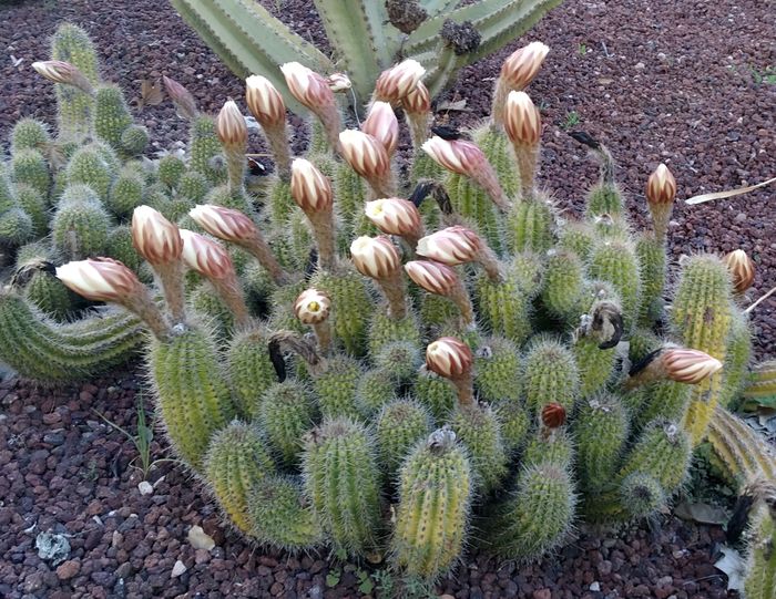 JBHConcepcion's tweet photo. Las especies del género Echinopsis pertenecen a la familia de las Cactáceas, y éstas de nuestra colección de Suculentas presentan este aspecto tan....divertido! @malaga @GPC_EnEspanol @Love_plants #Cactaceae #cacus @BCSS_Sheffield @CactusSocietyIE @CactusSucculent https://t.co/I83OXou4s5