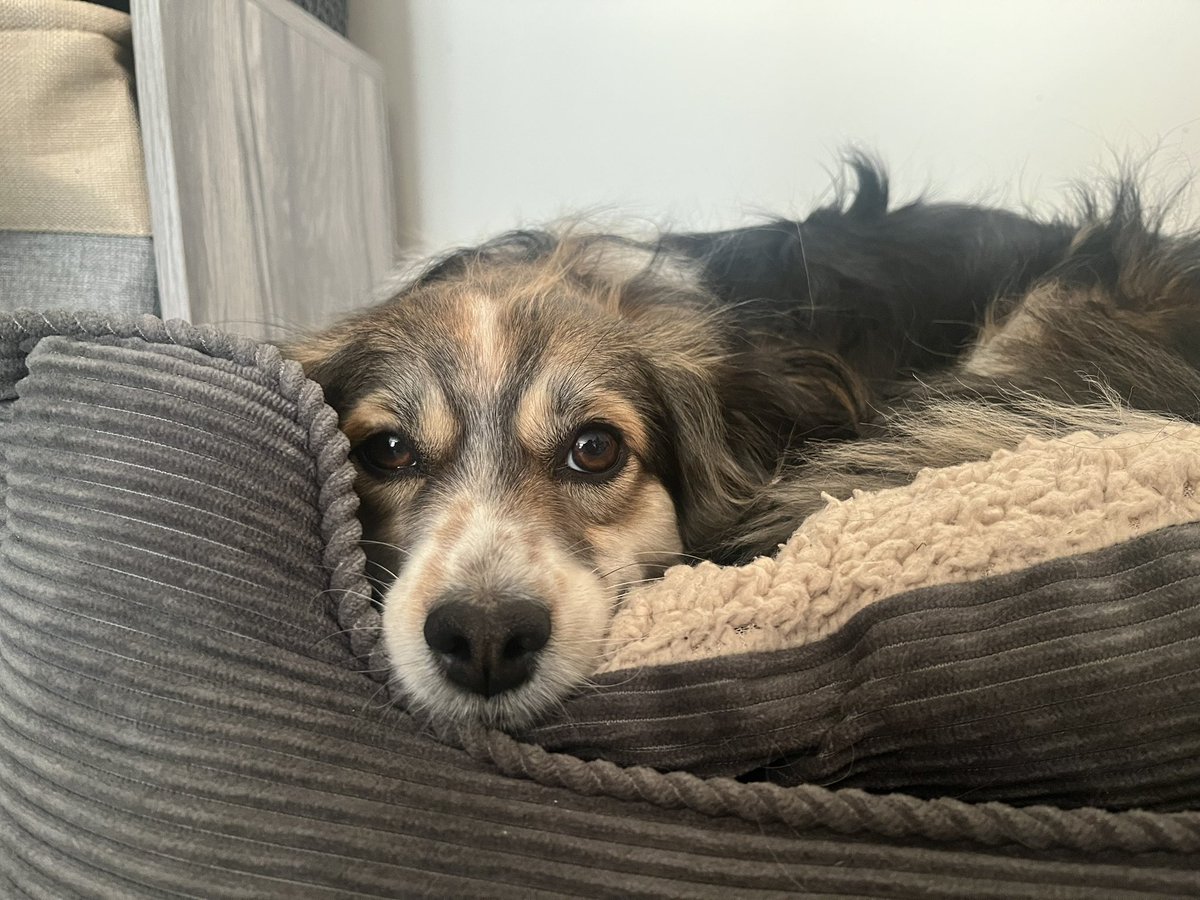 Massive thank you to <a href="/hardymillsch/">Hardy Mill Sch</a> pupils and Mrs Briggs for the lovely welcome we got this morning! We’re so excited to get to know everyone more! Libby had a great morning meeting the most amazing pupils and is really tired after all the excitement! #therapydog