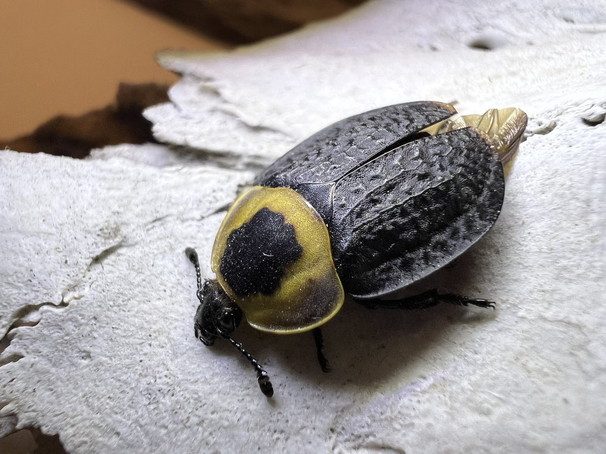 Introducing the American carrion beetle, Necrophila americana (Family Silphidae). I have a Canon DSLR with two macro lenses but this was taken with my newish iPhone 13 Pro Max. I’m very impressed with the capabilities of this phone!