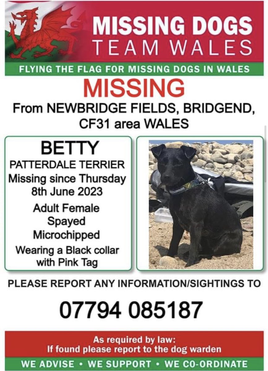❗️❗️BETTY, #PATTERDALETERRIER MISSING FROM #NEWBRIDGEFIELDS, #BRIDGEND, #CF31 area #WALES ❗️❗️
❗️SINCE THURSDAY 8th JUNE 2023.
❗️PLEASE LOOK OUT FOR BETTY AND CALL NUMBER WITH ANY SIGHTINGS/INFORMATION ❗️