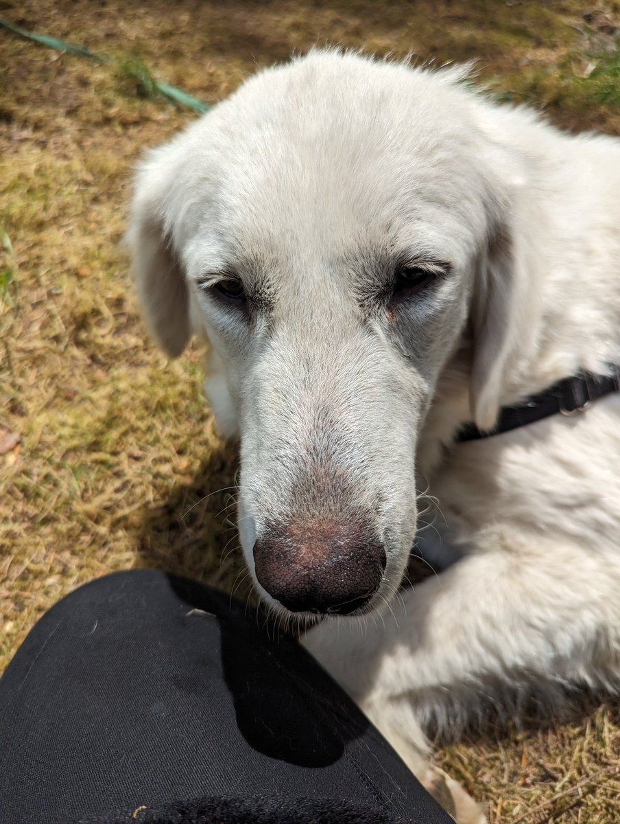 OddBoneMo's tweet photo. Our sweet new girl, Lou 💫 https://t.co/I6ilyWDNrX