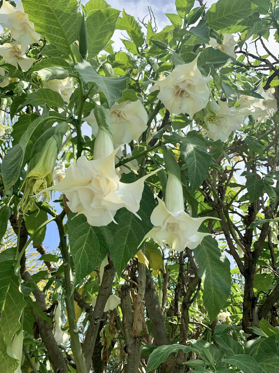 Brugmansia trees from the garden