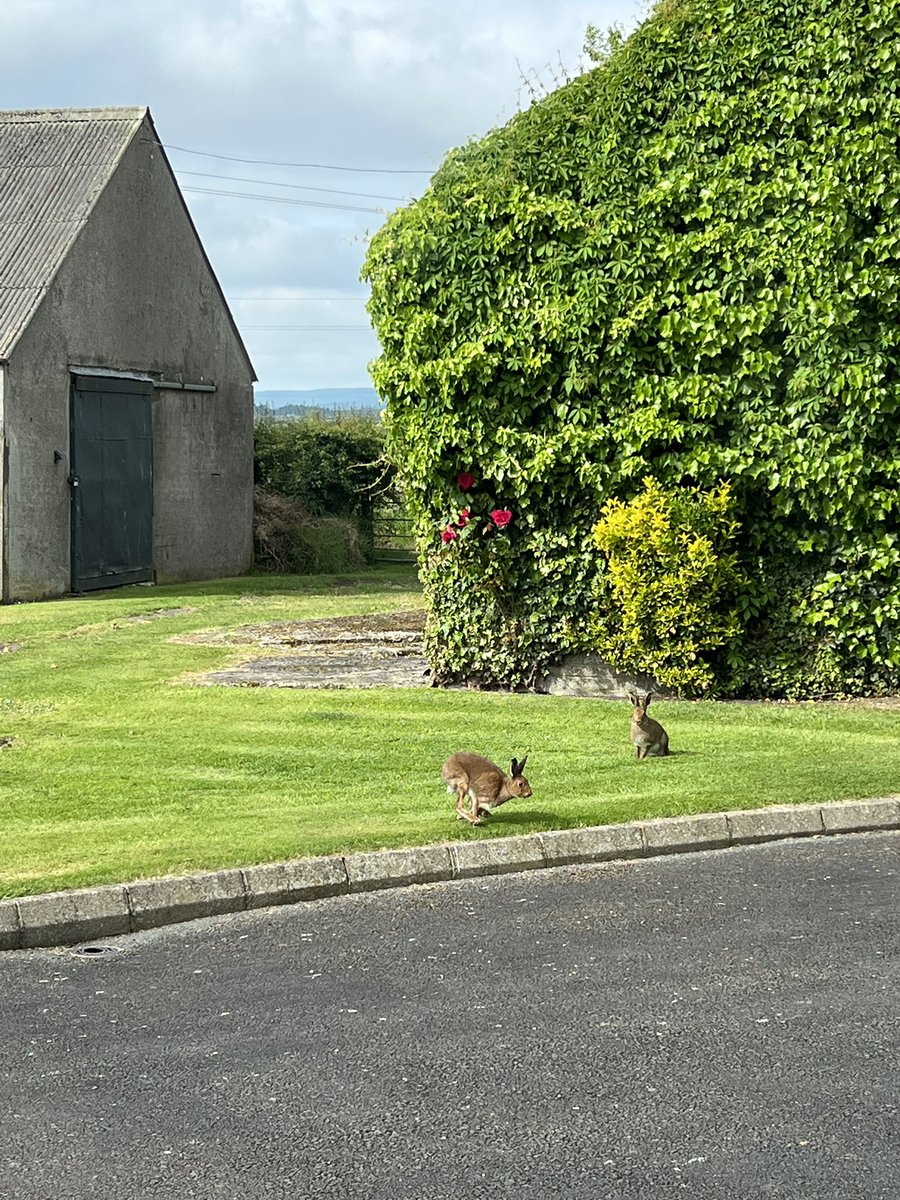 JonathanVerner's tweet photo. It’s not just the humans that are enjoying having some fun in this glorious weather #playinginthesun https://t.co/tosgaz17Q7