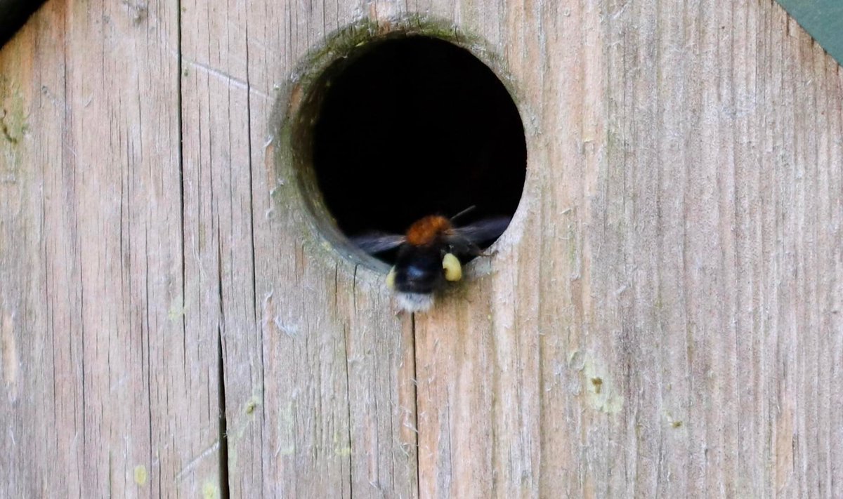 lathamcolin's tweet photo. Iβve had worse weeks tbf, a lovely trip to @RSPBNI to see the puffins on Rathlin then find one of our bird boxes is home to sone wonderful π. Canβt believe how much they have grown already #fosterdaddy https://t.co/N9tU4ROO1m