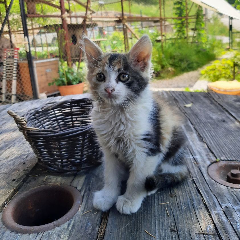 Mačka išče posvojitelja - mehanika!  V škofjeloškem zavetišču je mladička dokaj redke pasme Šmir coon!  
Znane so po tem, da se dobro znajdejo v delavnicah, najbolje orodjarskih, avtomehaničnih ...   Okolje z zaprašenimi mazivi jim je naravno.  #RT  
info@zverca.si, 040 218 861