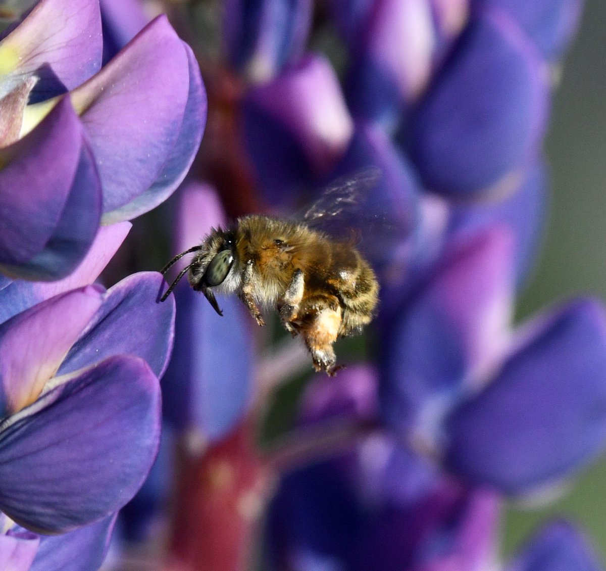 Vasen med lupiner besöktes av ett örtagårdsbi, och en ny art av bi till listan över bin som jag sett i vår trädgård. #biologiskmångfald