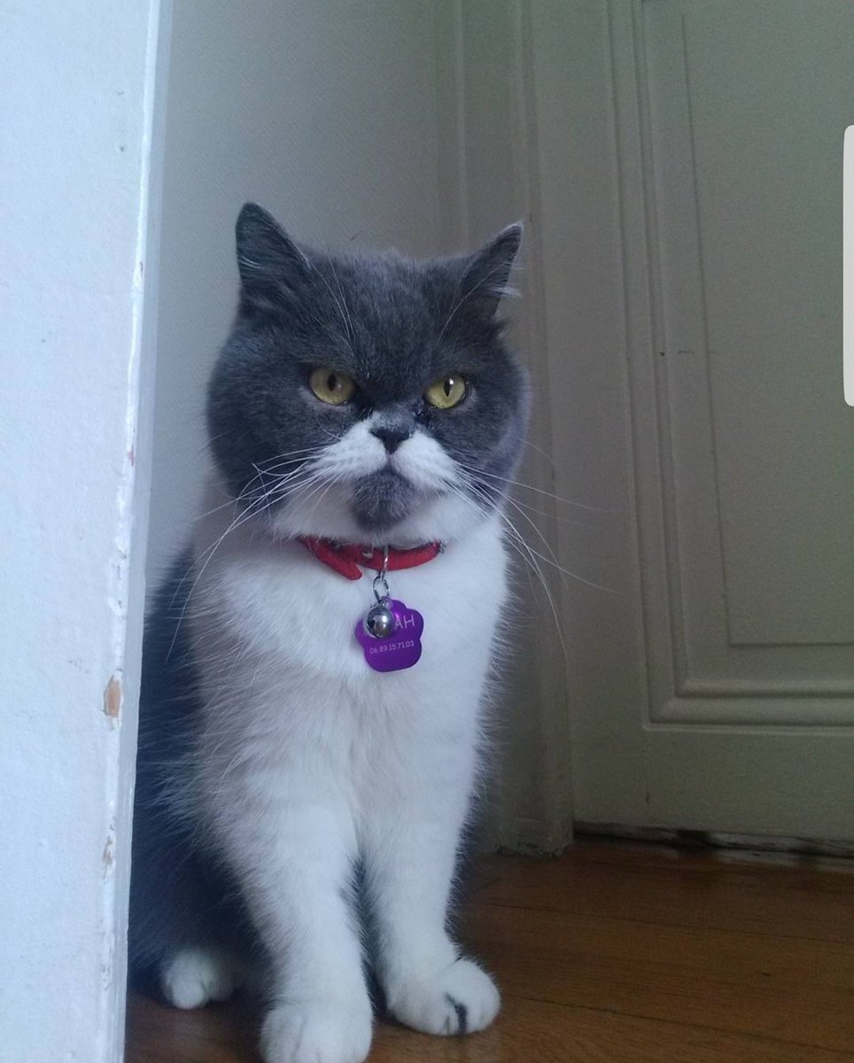 JusteLechat's tweet image. 