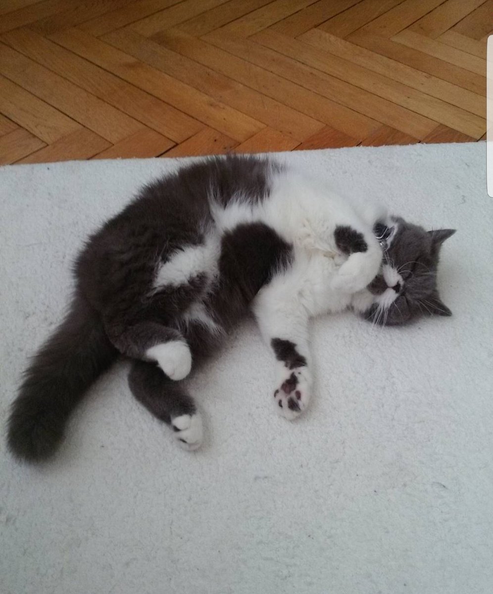 JusteLechat's tweet image. 