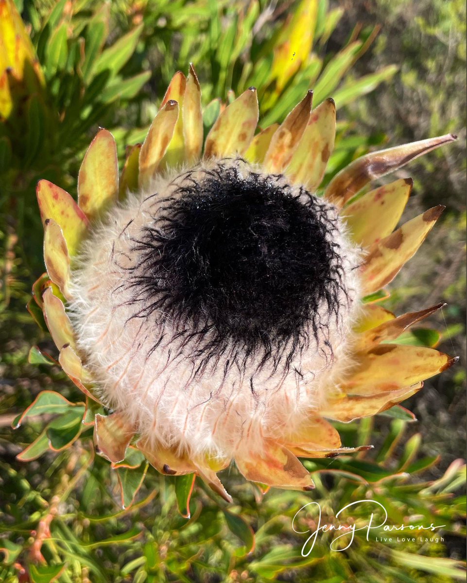 JennyPaPB's tweet photo. Protea longifolia aka Longleaf Sugarbush. Flowerheads are a mass of tiny flowers characterised by a black beard. This beautiful protea is threatened & considered Vulnerable
#proteaceae #biodiversity #plant #pringlebayfynbos #capefloralkingdom #fynbos #crewcitsciza #botsocsa https://t.co/ROyTHs7We7
