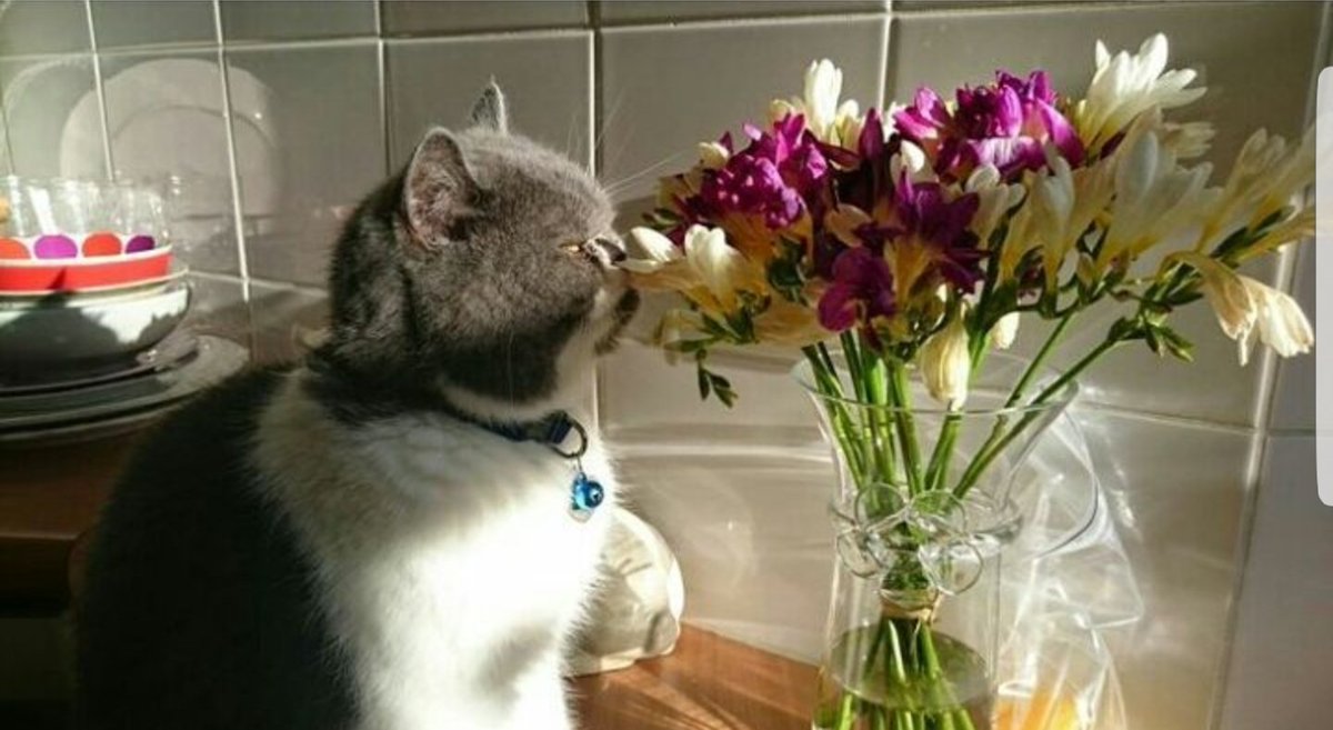 JusteLechat's tweet image. 