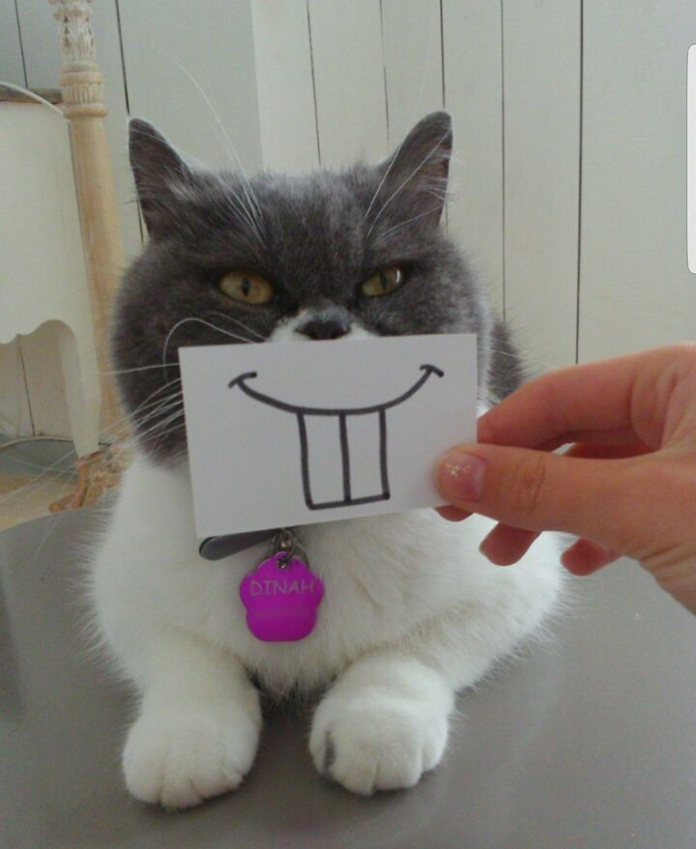 JusteLechat's tweet image. 