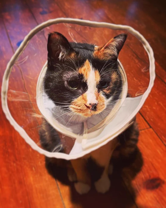 外を見るもいぺこと、私を見るムチャ #今日の猫撮