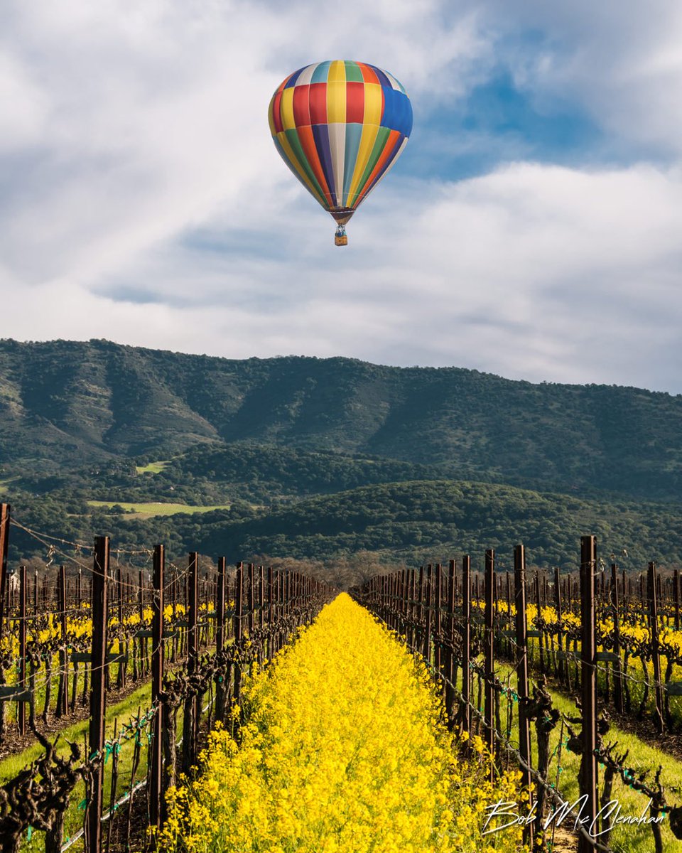 Napa Valley vineyard, Northern California 😎💙🍇🍷🥂