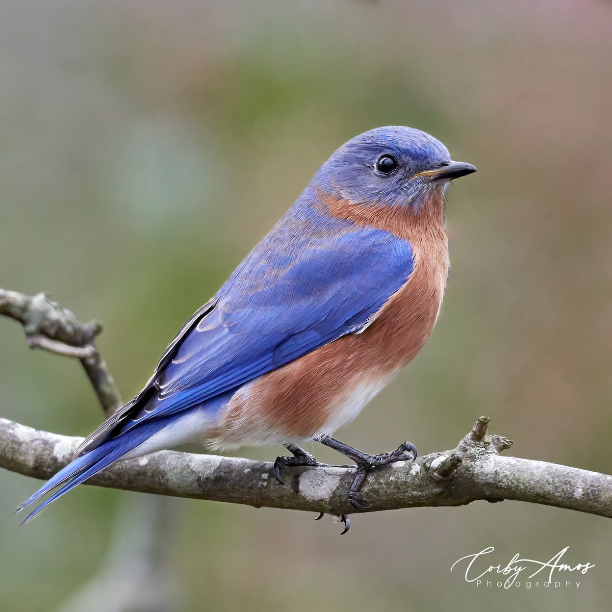 Eastern Bluebird
.
linktr.ee/corbyamos
.
#birdphotography #birdwatching #birding #BirdTwitter #twitterbirds #birdpics