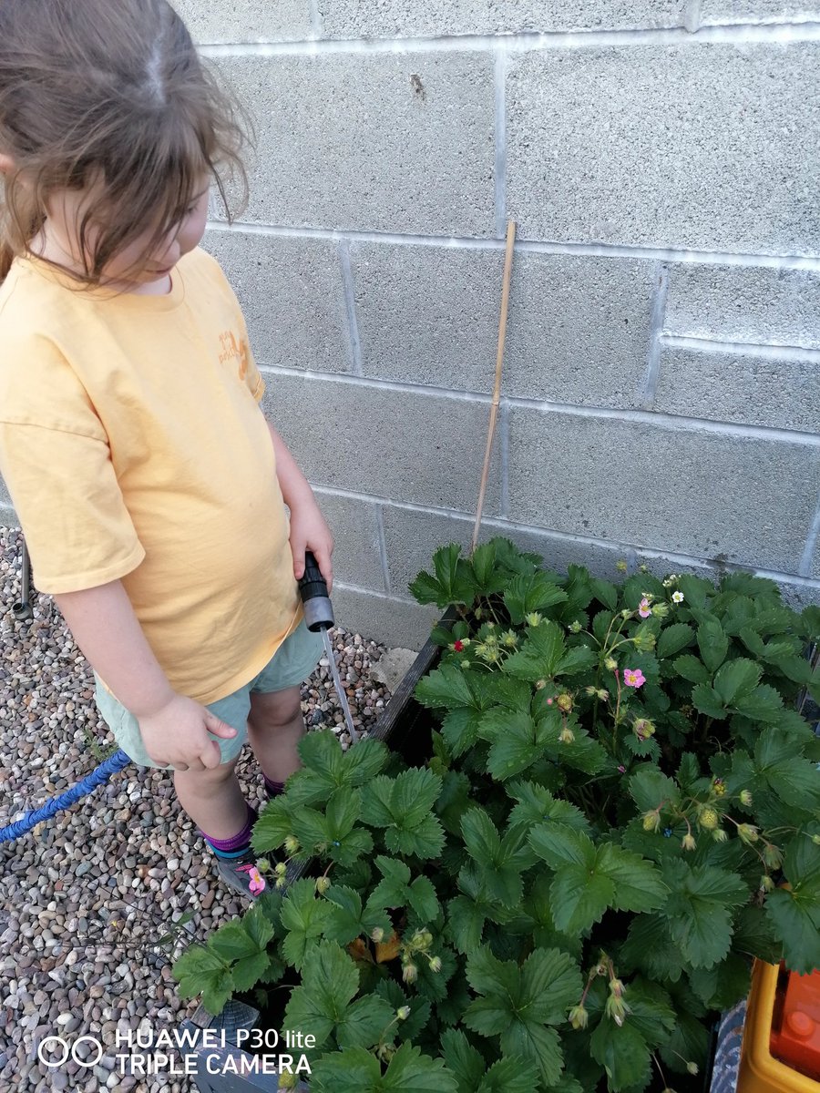 It's that time of year again....... She loves looking after her strawberries <a href="/ci_classe/">Class E</a>. Annual tag for <a href="/smanfarr/">samantha eaton</a> to show our efforts!!