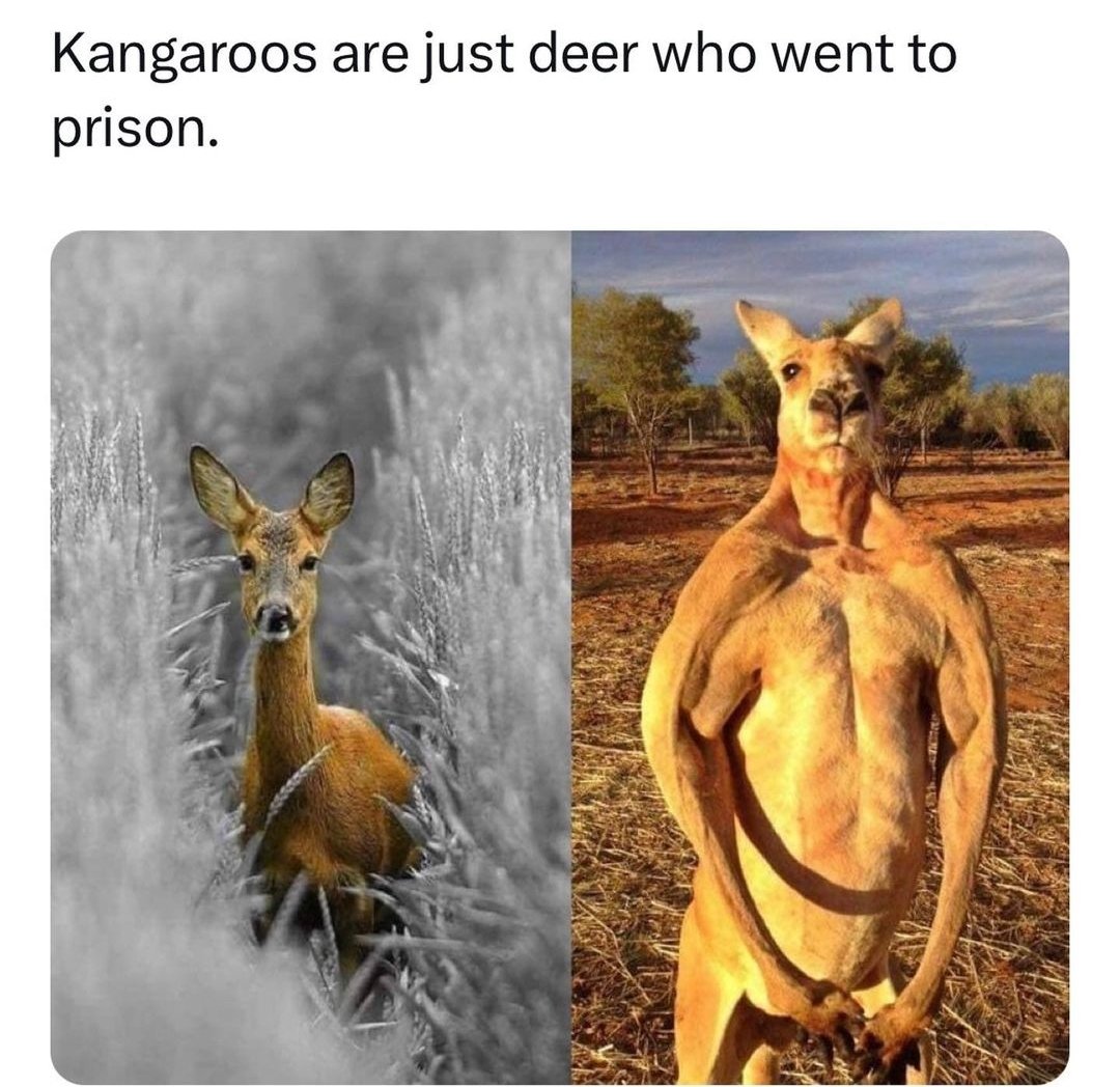1ShelleyKBooker's tweet image. Deers
Pumping
Iron
=
Kangaroos

#deer 🦌 #kangaroos 🦘
#pumpingiron 🏋🏽‍♂️
🇺🇸 ⚾️ 🇦🇺 🪃