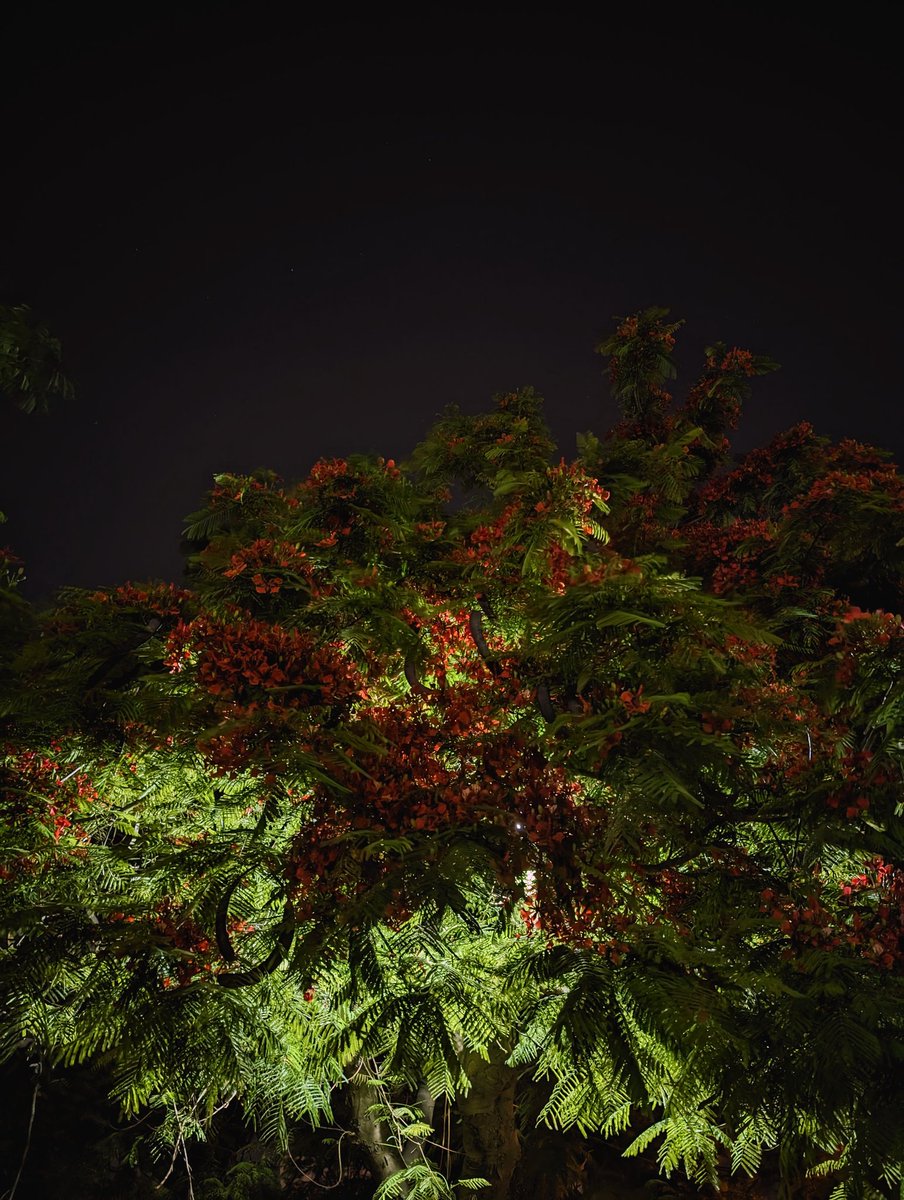 Majeemaru's tweet image. موسم إزهار البونسيانا 
#tripoli #nightsight