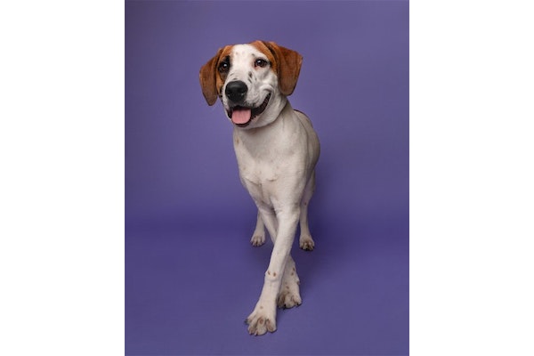 DPSRescue's tweet photo. πΎπΆSherlock, the 8mo hound mix is up for adoption! Gentle, sweet & curious. Loves napping on soft surfaces! Learning to feel safe, needs patient family. Puppy manners, enjoys chew toys. Crate-trained at night. #AdoptSherlock #DPSRescue
https://t.co/1X5teIqRyQπ₯°ππ https://t.co/K4tMFVedpj