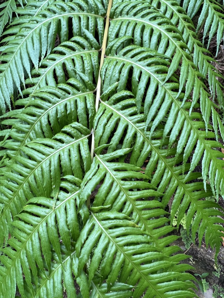 Dr Ros Taylor 💜 tweet media