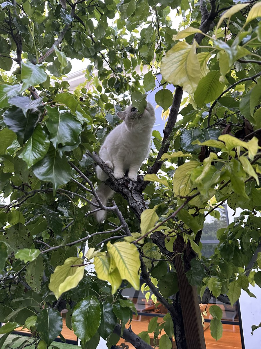 Leena Xu on Twitter "She’s a ferocious hunter"