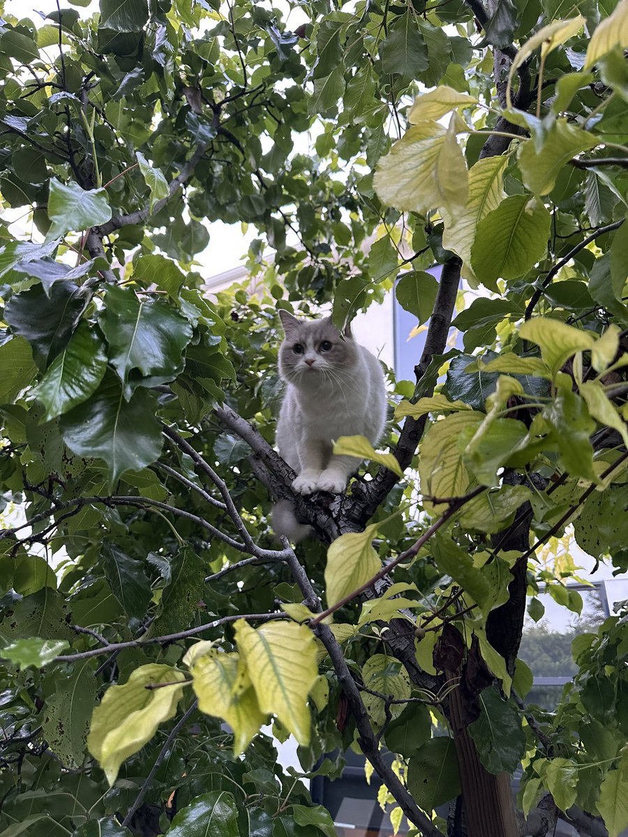 Leena Xu on Twitter "She’s a ferocious hunter"