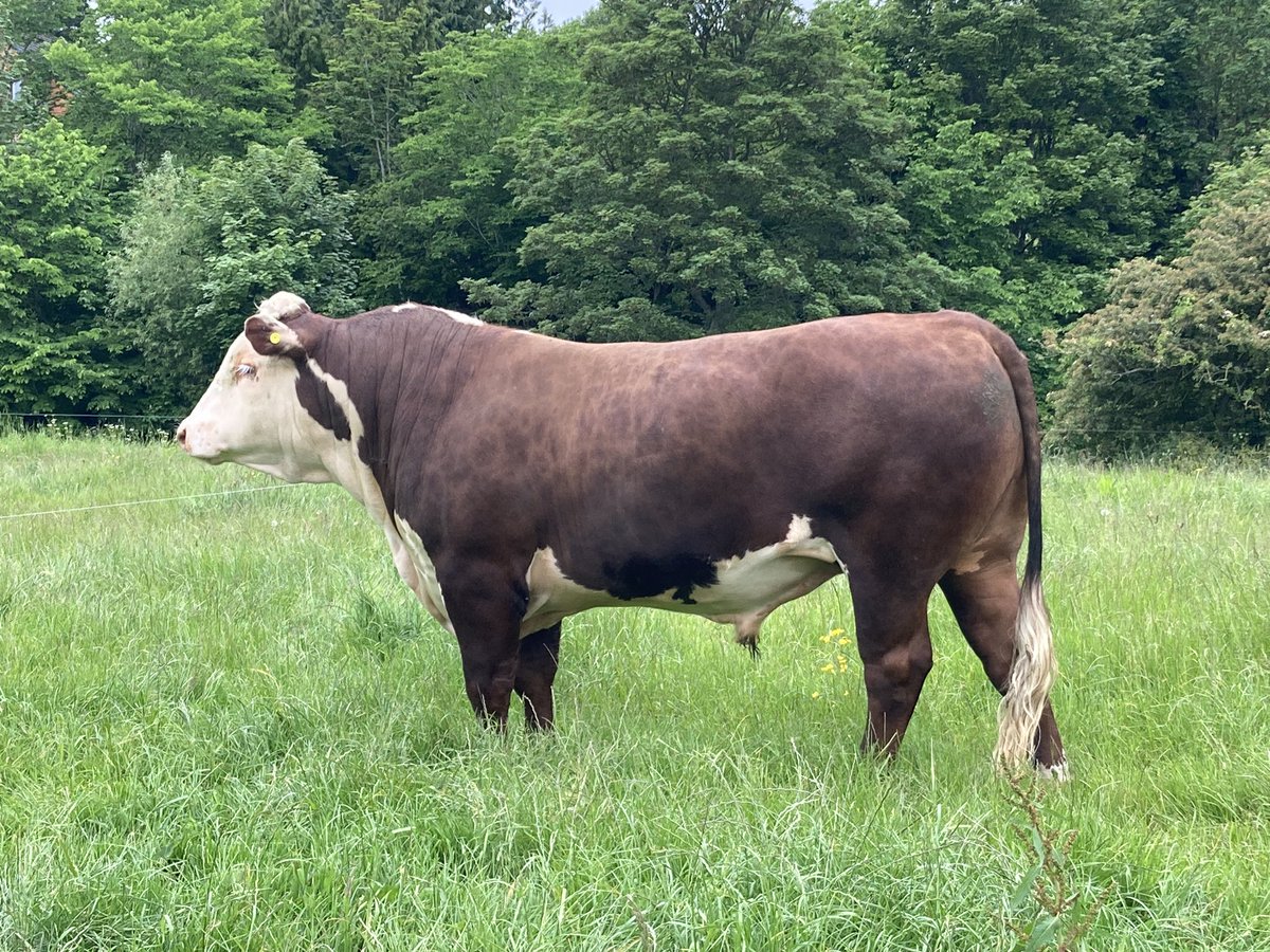 Terrific 2yo Hereford bull for sale. Reared on minimal concentrates and used very successfully on heifers as a yearling. Ready for work.
