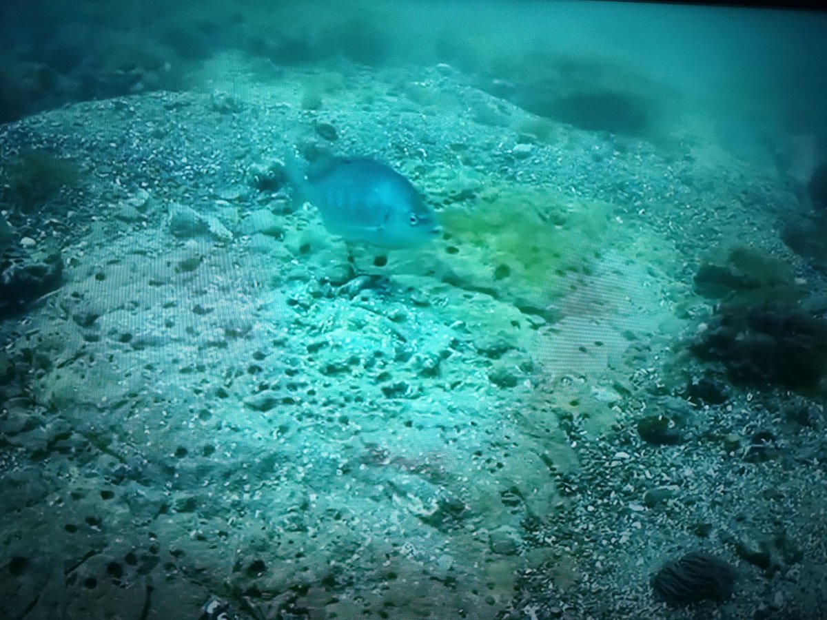 Liz Morris-Webb (@lizunderwater) on Twitter photo A fabulous job by <a href="/BBCSpringwatch/">BBC Springwatch</a> this #WorldOceansDay2023 with a week of British marine stories from experts and many @sos_bangor_uni alumni. Tonight friend & #MarineEcoSol associate <a href="/matt_doggett/">Matt Doggett</a> with Brian the Black Bream, Franki Hobro <a href="/angleseyseazoo/">Anglesey Sea Zoo 🌊🐟🦀🐙🦑🌊</a> & Project Siarc A fabulous job by <a href="/BBCSpringwatch/">BBC Springwatch</a> this #WorldOceansDay2023 with a week of British marine stories from experts and many @sos_bangor_uni alumni. Tonight friend & #MarineEcoSol associate <a href="/matt_doggett/">Matt Doggett</a> with Brian the Black Bream, Franki Hobro <a href="/angleseyseazoo/">Anglesey Sea Zoo 🌊🐟🦀🐙🦑🌊</a> & Project Siarc