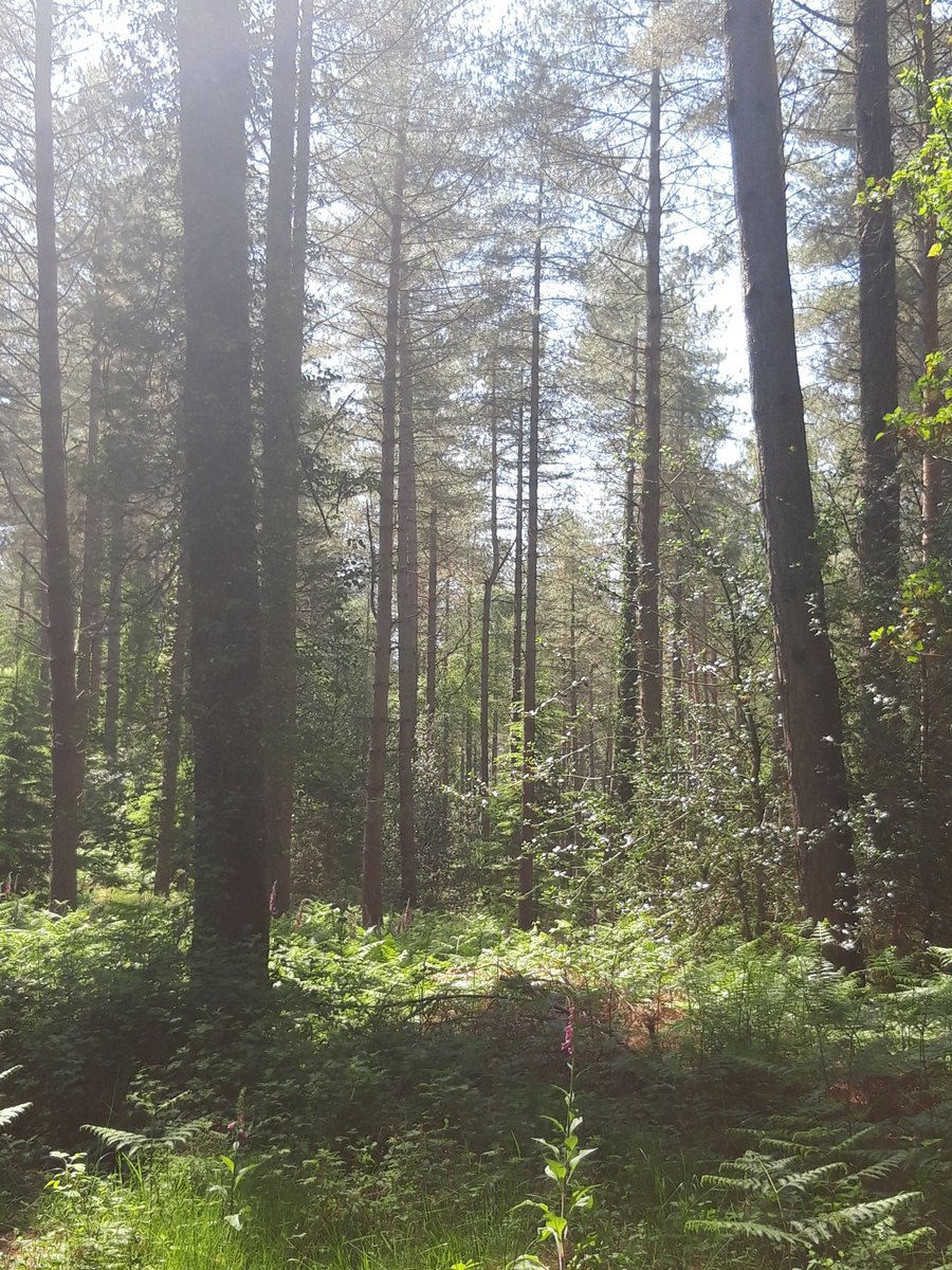 Bell Harper (@bell66martin) on Twitter photo Day 4 was all about the #forestry management of <a href="/ForestryEngland/">Forestry England</a> New Forest Thank you to Robin alumni of <a href="/ssf_uhi/">Scottish School of Forestry</a> For showing us native broadleaves & #climatechange action species & natural regeneration&the perfect hemlock stand! #studytour #education <a href="/ThinkUHI/">UHI</a> <a href="/JohnthetreeWeir/">John Weir FICFor</a> Day 4 was all about the #forestry management of <a href="/ForestryEngland/">Forestry England</a> New Forest Thank you to Robin alumni of <a href="/ssf_uhi/">Scottish School of Forestry</a> For showing us native broadleaves & #climatechange action species & natural regeneration&the perfect hemlock stand! #studytour #education <a href="/ThinkUHI/">UHI</a> <a href="/JohnthetreeWeir/">John Weir FICFor</a>