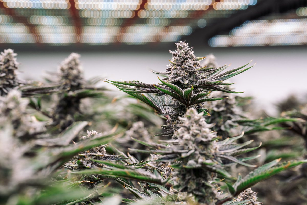 Always on the Hunt ! #dunncannabis