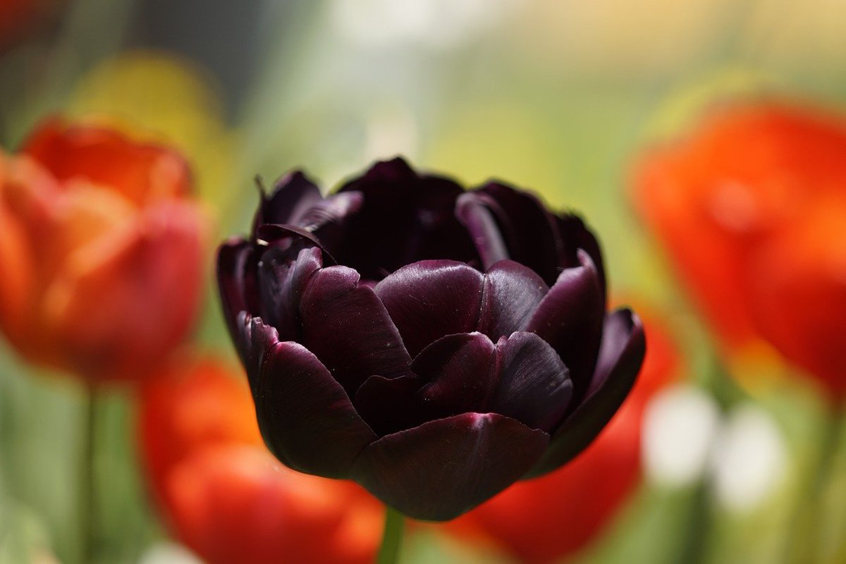 White tulips, 
red and yellow ones, 
real springtime,
I am caressing them 
and they agree...
but one reminds me 
of something so mine…
this black tulip 
between you and me.
#micropoetry (@SalidaSol) #todayspoem #colors