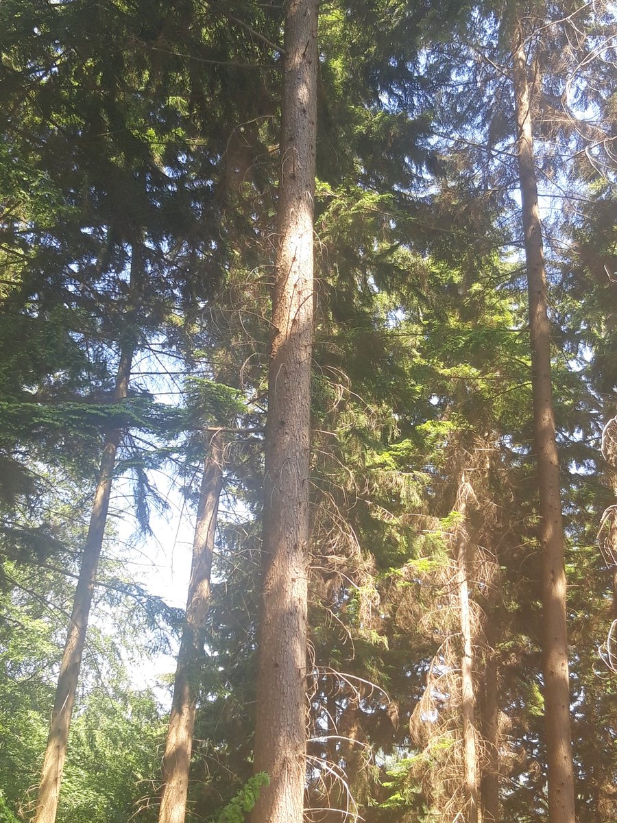 Bell Harper (@bell66martin) on Twitter photo Some more pics because I forgot the hemlock stand #forestry #confier #southofengland <a href="/JohnthetreeWeir/">John Weir FICFor</a> #thinkofthefuture 🌲 Some more pics because I forgot the hemlock stand #forestry #confier #southofengland <a href="/JohnthetreeWeir/">John Weir FICFor</a> #thinkofthefuture 🌲