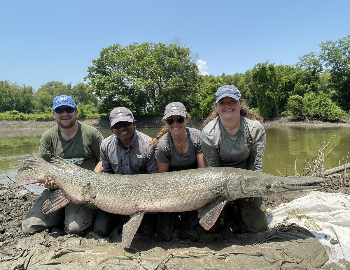 SolomonRDavid's tweet photo. GARgantuan fish of the day!!!
Alligator Gar ~7.5 feet long (226 cm)! Measured, tagged, safely released👍

Special thanks to Kayla Kimmel @USFWSFisheries for this collaboration @TheGarLab! https://t.co/hq2xCd1Gc8